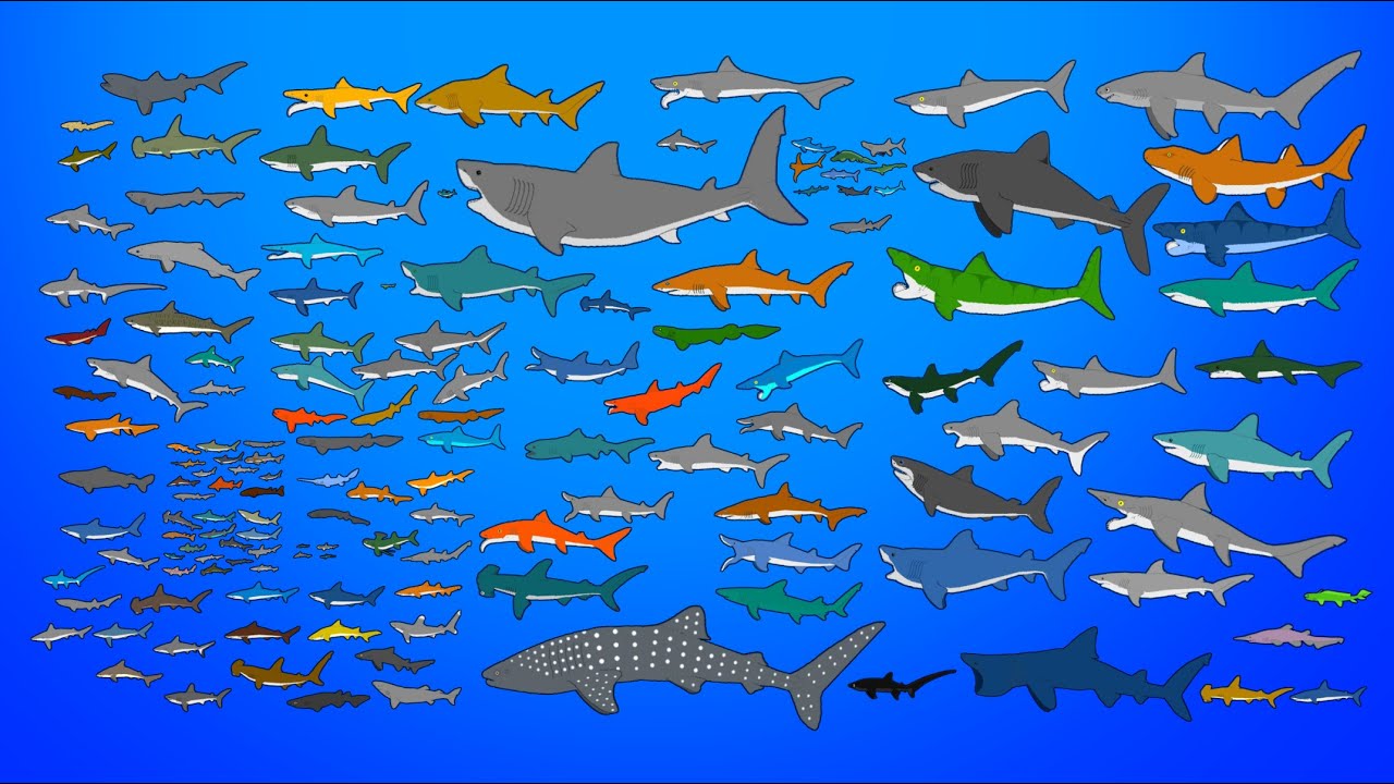 Sharks Size