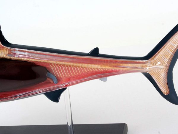 Tubarão branco em miniatura, anatomia 3D desmontável