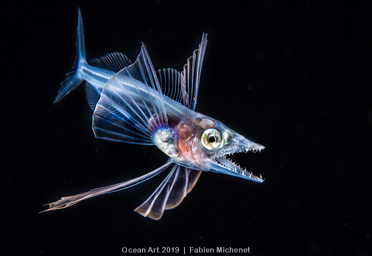 Foto do concurso Ocean Art Underwater Photo, categoria Águas Profundas