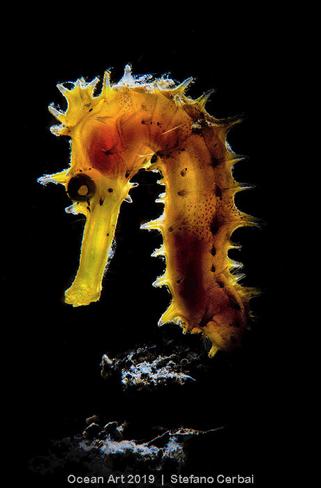 Foto do concurso Ocean Art Underwater Photo, categoria Macro