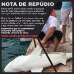 Tubarões mortos em área de preservação ambiental em Angra dos Reis