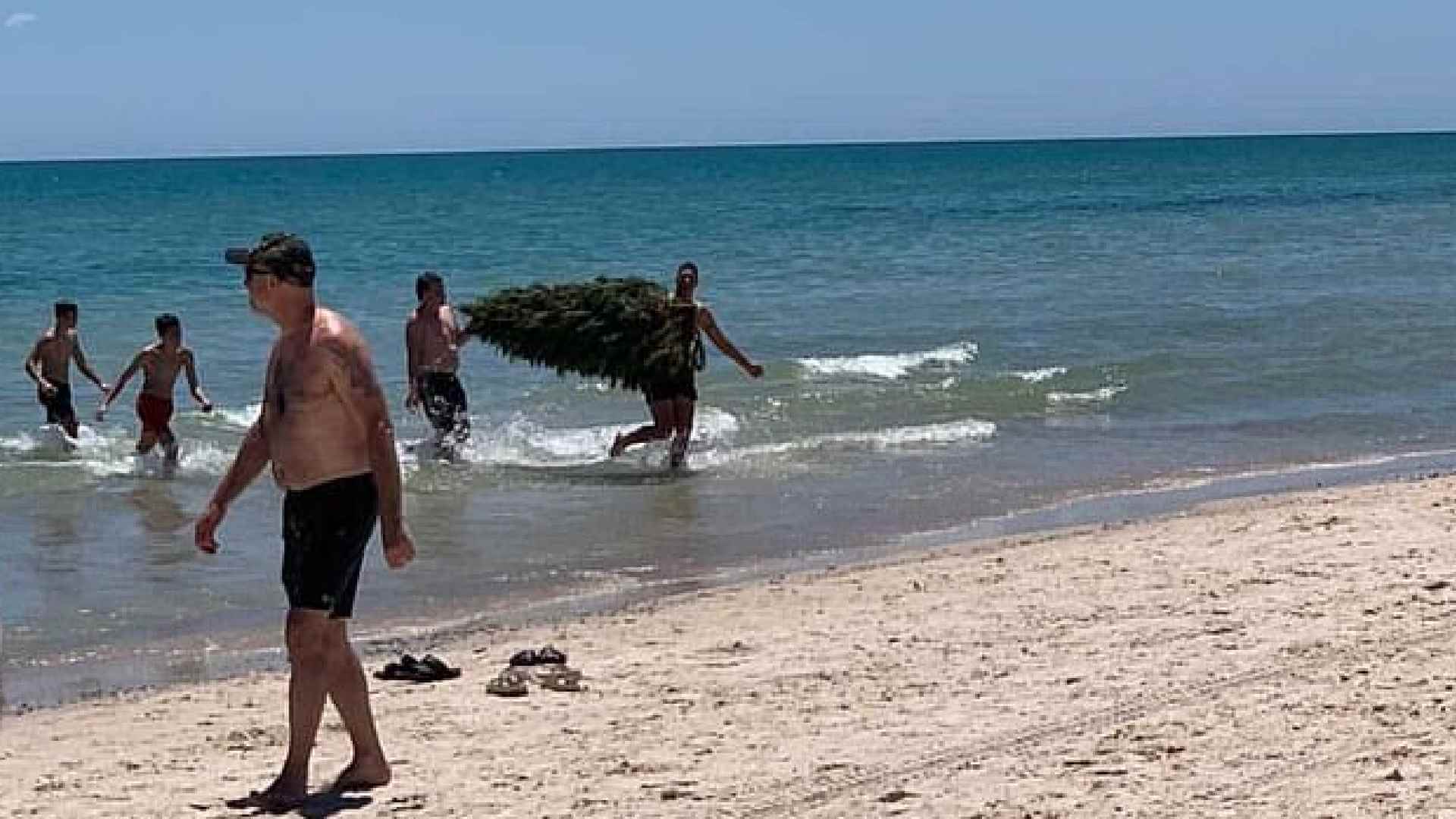 Como um presente de natal causou uma invasão biológica devastadora na  Austrália