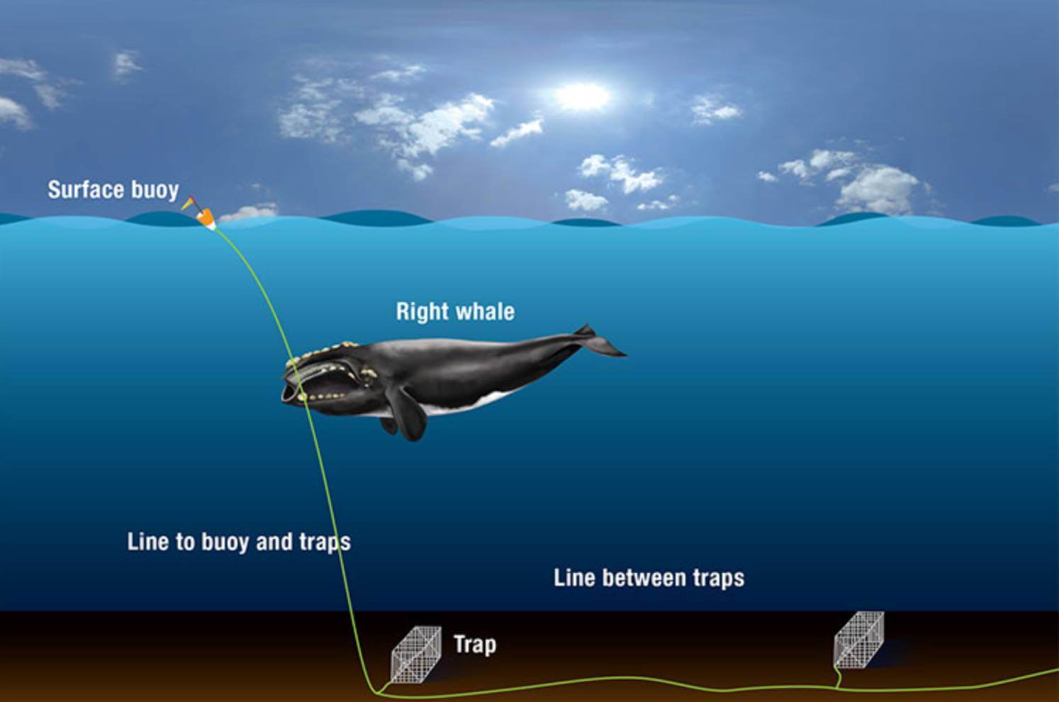 Ilustração de como as baleias se enredam no equipamento de pesca. Crédito da imagem: WHOI Graphic Services, Woods Hole Oceanographic Institution.