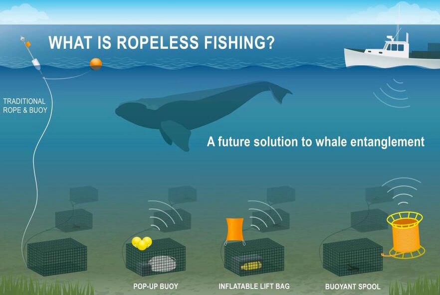 Illustration of how ropeless or “pop” up gear works. Image credit: NOAA Fisheries