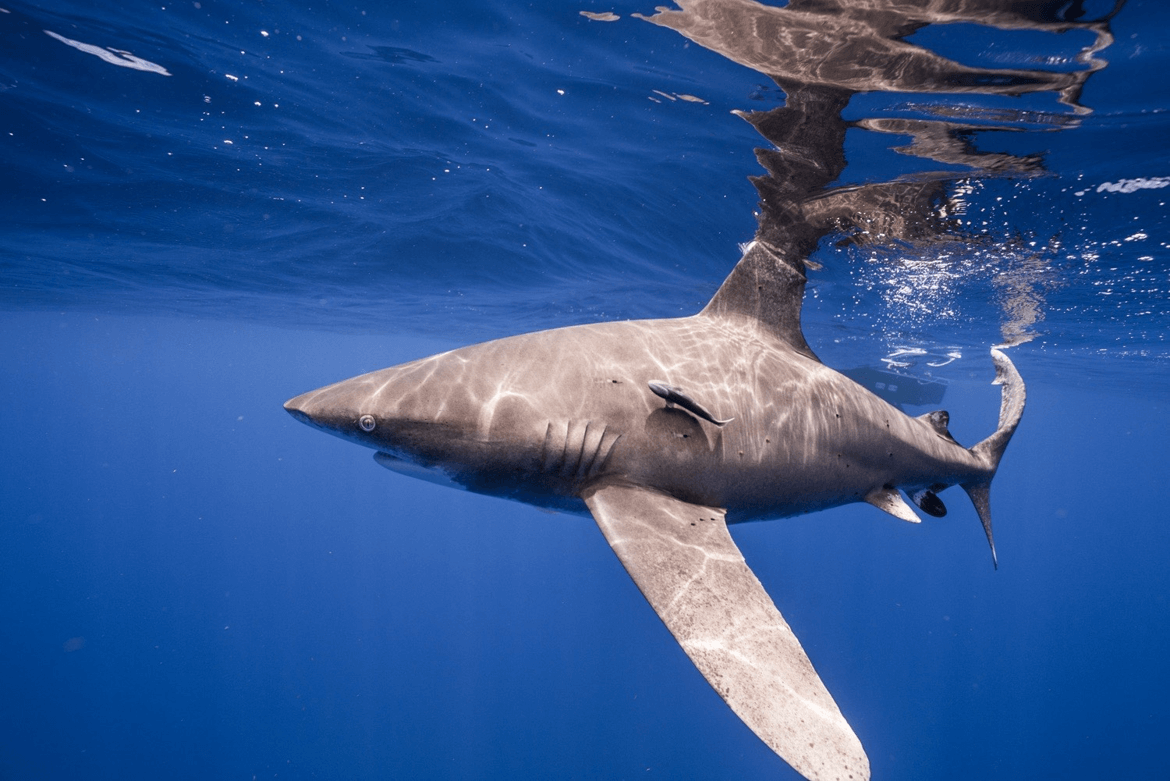 Tubarão de pontas brancas oceânicas em perigo crítico (Carcharhinus longimanus). Foto Andy Mann e Trevor Bacon