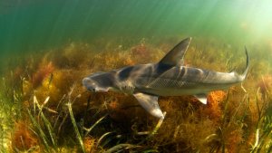 O tubarão martelo complementa sua dieta de invertebrados com algas marinhas, tornando-o o primeiro tubarão onívoro conhecido. Crédito: Jay Fleming/Getty