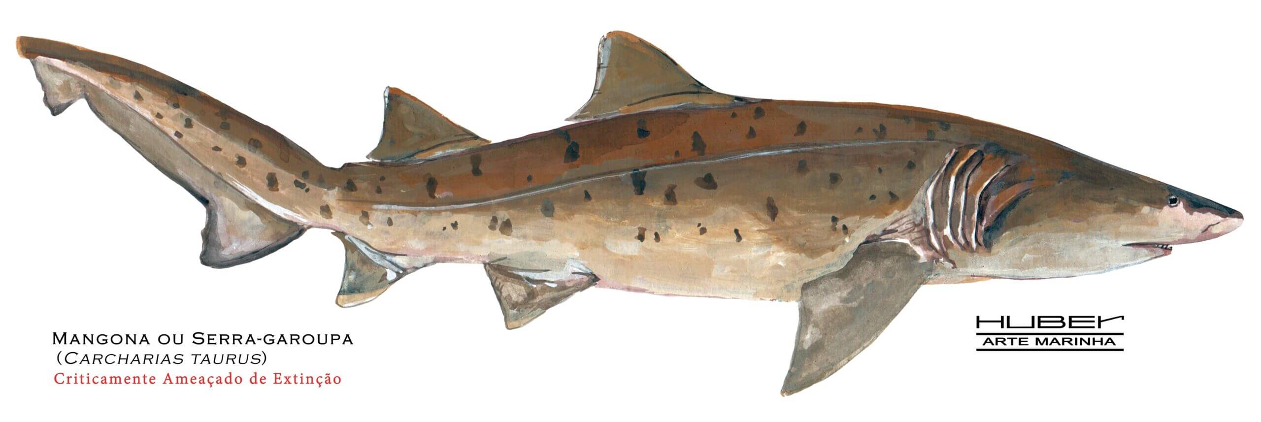 Tubarão Mangona, Huber Arte marinha