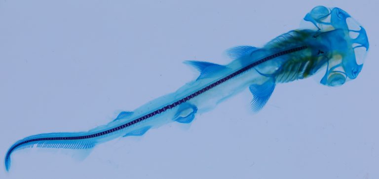 Bonnethead Shark (Sphyrna tiburo; Stage 35). Cleared and stained with alizarin red and alcian blue.