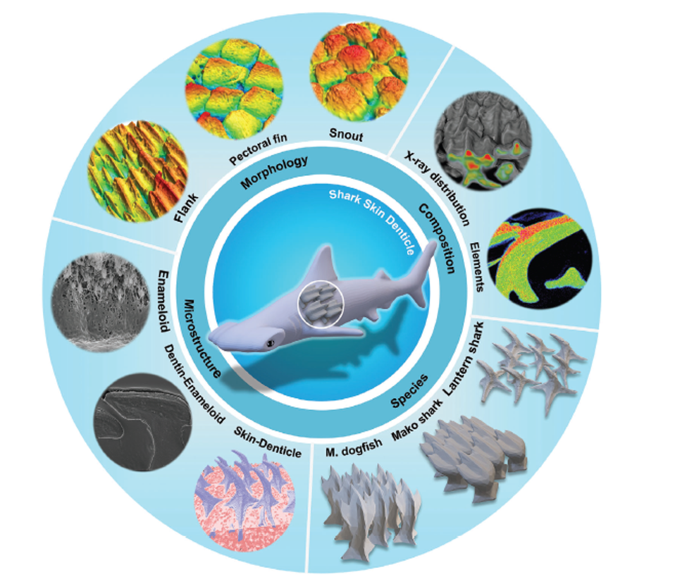 Vários aspectos do dentículo da pele de tubarão: microestruturas, composições e variação morfológica entre regiões do corpo e espécies - Ghimire et al. 2024