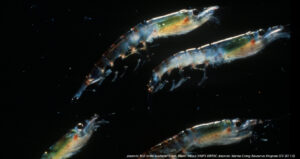 Pequenos crustáceos chamados Krill