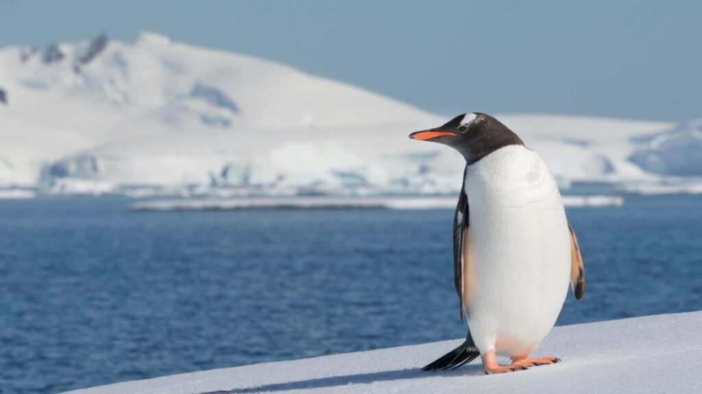 Pinguins Gentoo também de pendem de Krill para não morrerem de fome - Foto therevelator.org