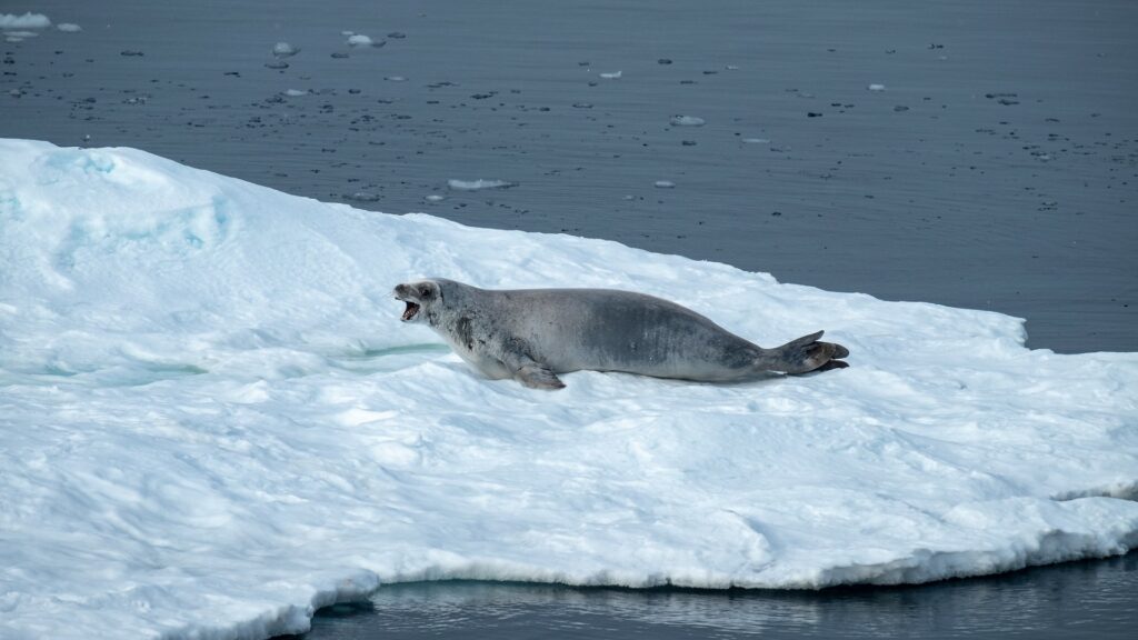 Focas dependem de Krill para sua alimentação - Foto therevelator.org