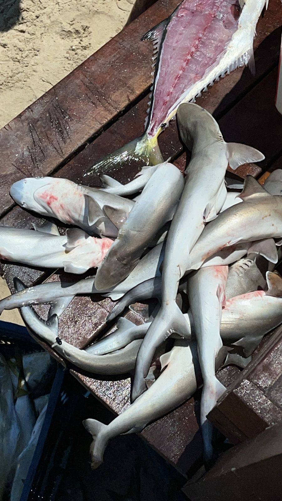Tubarões com menos de dois palmos, também chamados de cação, caçonete ou ainda caçôa