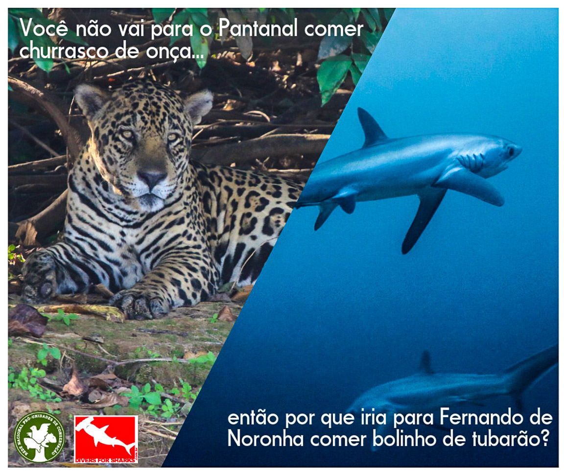 Se você não come onça, porque come tubarão?!