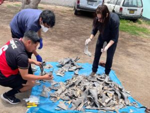 Tráfico de barbatanas no Peru. Fonte https://www.cbsnews.com/news/peru-shark-fins-seized-major-wildlife-trafficking-bust/
