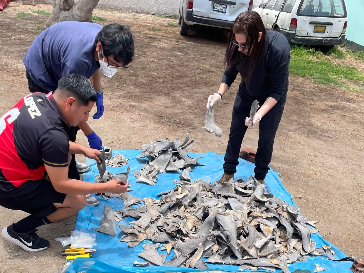Tráfico de barbatanas no Peru. Fonte https://www.cbsnews.com/news/peru-shark-fins-seized-major-wildlife-trafficking-bust/