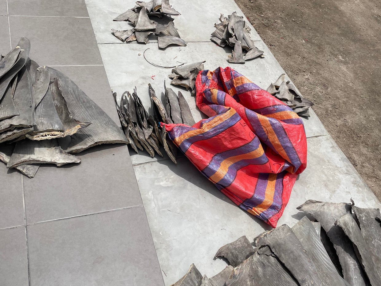 Tráfico internacional de tubarões no Peru - Fonte https://www.cbsnews.com/news/peru-shark-fins-seized-major-wildlife-trafficking-bust