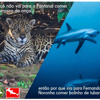 Se você não come onça, porque come tubarão?!