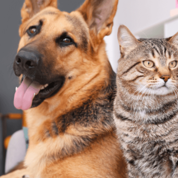 Foto https://labyes.com/