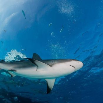 A pesca do tubarão poderia ser legal novamente nas Maldivas? - Copyright Getty via Canva Por Maeve Campbell
