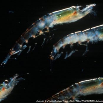 Pequenos crustáceos chamados Krill