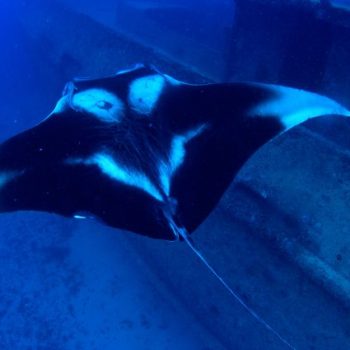 Imagem meramente ilustrativa, da Revista DiveMag - http://divemag.com/raia-manta-e-vista-pela-primeira-vez-em-recife/