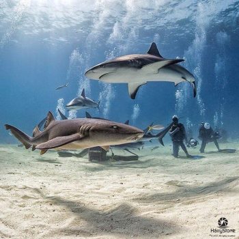 a6163668-4740-4af8-a992-f882dd972ce1_nadar[1]