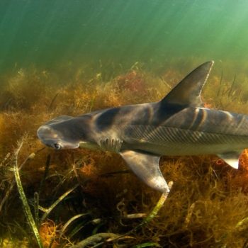O tubarão martelo complementa sua dieta de invertebrados com algas marinhas, tornando-o o primeiro tubarão onívoro conhecido. Crédito: Jay Fleming/Getty