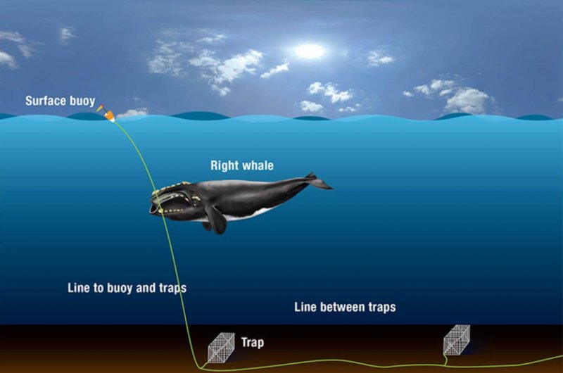 Ilustração de como as baleias se enredam no equipamento de pesca. Crédito da imagem: WHOI Graphic Services, Woods Hole Oceanographic Institution.