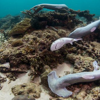 imagem-destacada-a-real-sobre-os-tubaroes-hoje-no-mundo