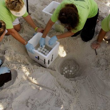 imagem-destacada-breaking-bad-inspira-solucao-para-evitar-o-saque-dos-ovos-de-tartaruga