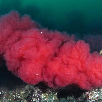 imagem-destacada-cano-cospe-sangue-no-mar-ha-dois-anos-no-canada