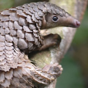 imagem-destacada-china-proibe-o-consumo-de-animais-silvestres