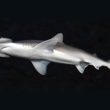 imagem-destacada-cientistas-descobrem-especie-de-tubarao-que-e-onivora