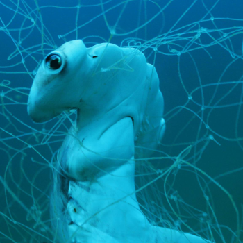 imagem-destacada-conheca-os-fantasmas-que-assombram-os-oceanos