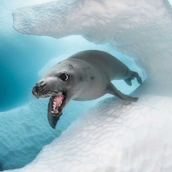 imagem-destacada-conheca-um-dos-maiores-concursos-de-fotografia-subaquatica