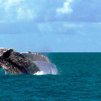 imagem-destacada-d4s-promove-live-sobre-o-arquipelago-de-abrolhos