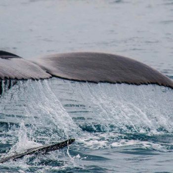 imagem-destacada-em-california-could-help-save-whales-around-the-world-from-deadly-entanglements