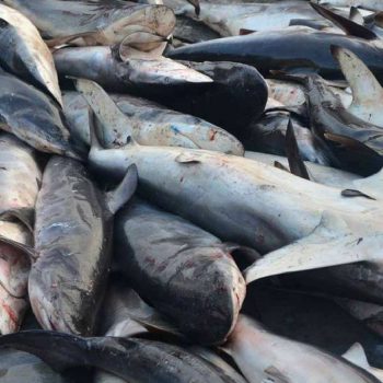 imagem-destacada-en-pt-es-dof-dailian-ocean-fishing-pesca-e-venda-ilegal-de-tubarao-mitsubishi