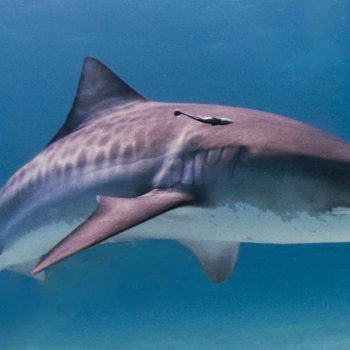 imagem-destacada-es-leonardo-dicaprio-apoya-y-pide-ayuda-para-los-tiburones-en-hawai