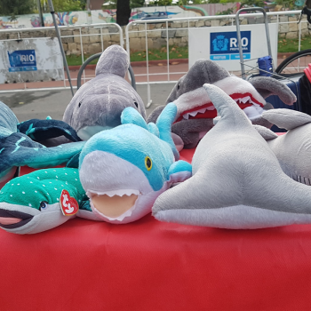 imagem-destacada-interior-de-minas-gerais-recebe-a-divers-for-sharks-em-setembro
