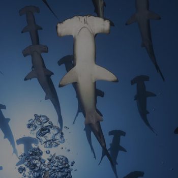 imagem-destacada-live-001-novo-site-divers-for-sharks