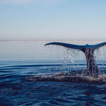imagem-destacada-no-dia-mundial-da-agua-ajude-a-divers-for-sharks