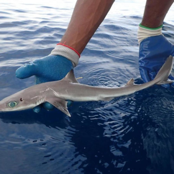 imagem-destacada-nova-especie-de-tubarao-recebera-nome-em-homenagem-a-lady-tubarao