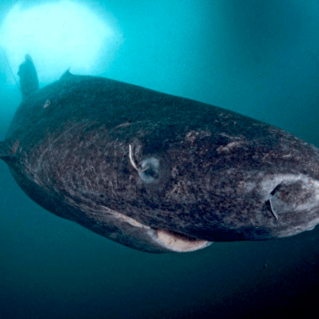 imagem-destacada-o-vertebrado-mais-velho-do-mundo-e-um-tubarao-e-esta-na-groenlandia