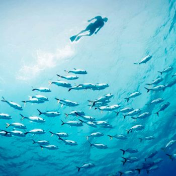 imagem-destacada-onu-adia-conferencia-dos-oceanos