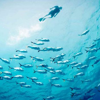 imagem-destacada-onu-lanca-cartilha-para-protecao-dos-oceanos