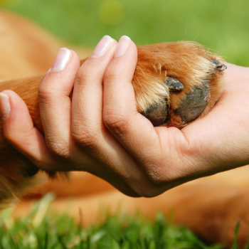 imagem-destacada-partido-animais-e-o-novo-movimento-politico-no-brasil