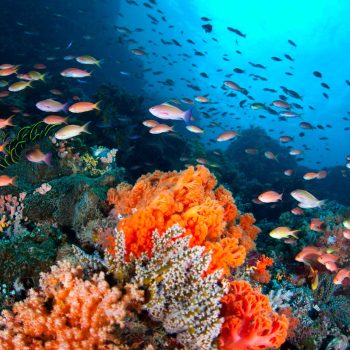 imagem-destacada-pinguim-conversa-com-alunos-da-federal-de-lavras-e-prepara-live-para-o-dia-16-de-junho