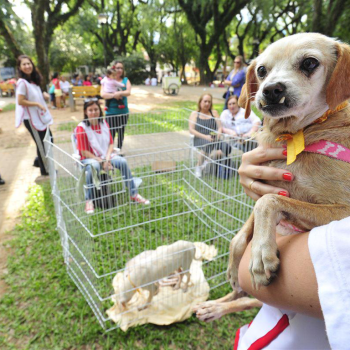 imagem-destacada-primeiro-evento-da-divers-for-sharks-em-2019-sera-feira-vegana-no-rio-de-janeiro